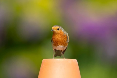 European robin (Erithacus rubecula) adult garden bird on a flower pot in summer, England, United