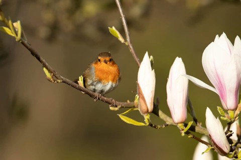 European robin (Erithacus rubecula) adult garden bird in a Magnolia tree with blossom in spring,
