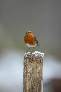 European robin (Erithacus rubecula) adult garden bird on snow covered post in winter, England,