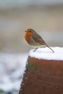 European robin (Erithacus rubecula) adult garden bird singing on snow covered flower pot in winter,