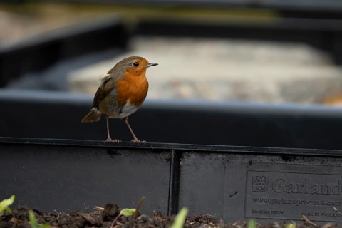 European robin (Erithacus rubecula) adult garden bird on a plastic raised bed, England, United