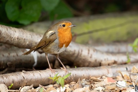 European robin (Erithacus rubecula) adult garden bird on a log pile, England, United Kingdom