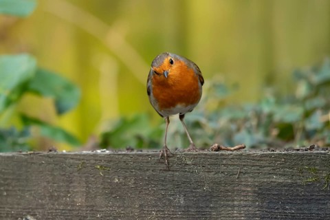 European robin (Erithacus rubecula) adult garden bird on a wooden sleeper, England, United Kingdom