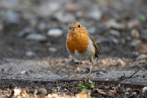 European robin (Erithacus rubecula) adult garden bird on a garden border, England, United Kingdom