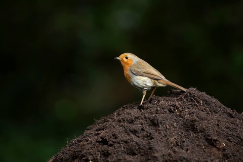 European robin (Erithacus rubecula) adult garden bird on a pile of soil, England, United Kingdom