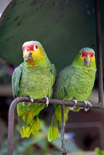 Red-fronted Amazon (Amazona autumnalis) or Yellow-cheeked Amazon in Chichicastenango, Parrots,