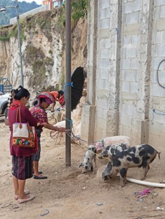 Mayan woman in traditional clothing with domestic pigs in Chichicastenango, Highlands, El Quiché