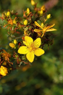 Common St John's wort (Hypericum perforatum), spotted St John's wort or common St John's wort