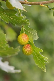 Common oak gall wasp (Cynips quercusfolii) on a leaf of an English oak, Wilnsdorf, North
