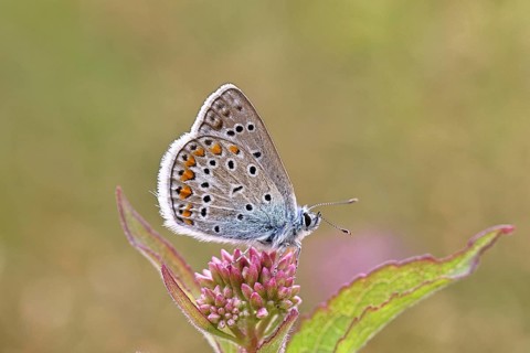 Blue butterfly (Polyommatus icarus), Common blue, female on a flower of Hemp agrimony (Asteraceae)