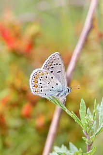 Blue butterfly (Polyommatus icarus), common blue, female on a leaf on a forest path, underside of
