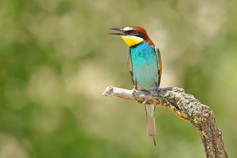 European bee-eater (Merops apiaster) sitting on a branch covered with green lichen, Lake Neusiedl,