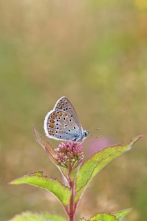 Blue butterfly (Polyommatus icarus), Common blue, female on a flower of Hemp agrimony (Asteraceae)