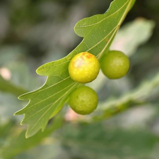 Common oak gall wasp (Cynips quercusfolii) on a leaf of an English oak, Wilnsdorf, North