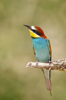 European bee-eater (Merops apiaster) sitting on a branch covered with green lichen, Lake Neusiedl,