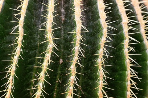Close up of thorns of 'Echinocactus Platyacanthus' giant barrel cactus plant