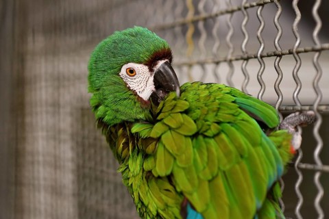 Blue-winged macaw in bird enclosure