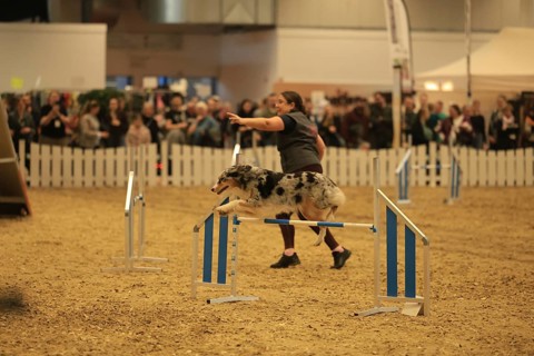 Agillity, dog jumps over obstacle