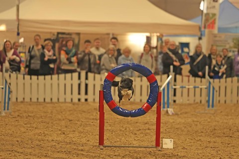 Agility, dog jumps through tires