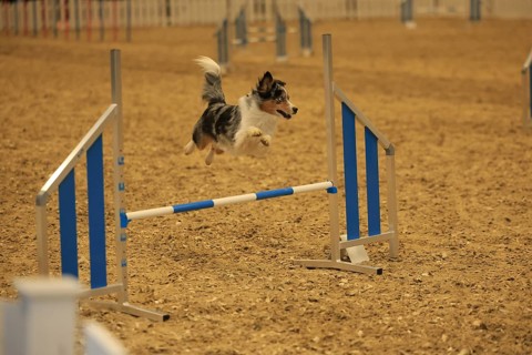Agility, Australia Sheppard jumps over hurdle