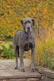 Great Dane