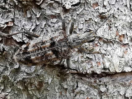 A grey beetle (Rhagium inquisitor) on tree bark shows perfect camouflage in a natural environment,