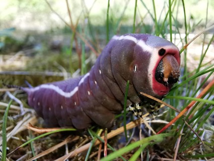 Close-up of a purple caterpillar (eruca) of the puss moth (cerura vinula) with striking colouration