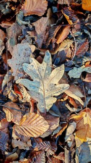 Frosty oak leaf lying on autumn deciduous cover, Frankenwald nature park Park
