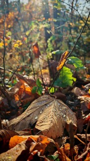 Drops on an autumnal leaf sparkle in the morning sun, Franconian Forest nature park Park