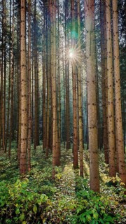 Light shines through a dense forest characterized by tall trees and green undergrowth, Franconian