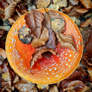Large orange mushroom fly agaric (amanita muscaria) covered with colourful leaves, Rennsteig,
