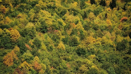Aerial view of forest in various shades of green, Stepantsminda, Georgia