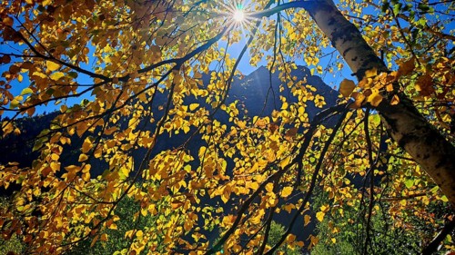 The sun shines through golden autumn leaves in front of a mountain panorama, Stepantsminda, Georgia