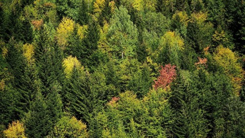 Dense forest with various shades of green and some autumn colors, Stepantsminda, Georgia