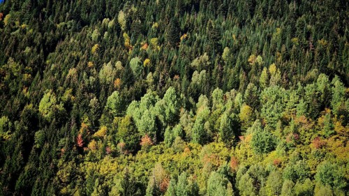 A thick forest with different shades of green trees, Stepantsminda, Georgia