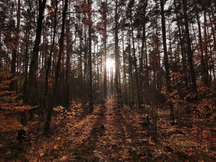 Sunlight breaks through trees in an autumn forest, Potsdam, Germany