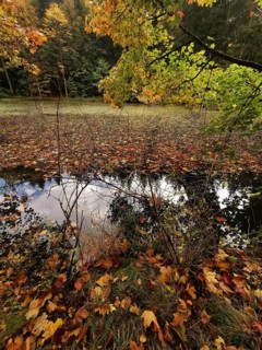 Colourful autumn leaves are reflected in the calm water of a forest fan, Frankenwald nature park