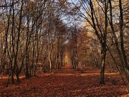 A long forest trail is covered by autumn leaves and lined with trees, Frankenwald nature park Park,