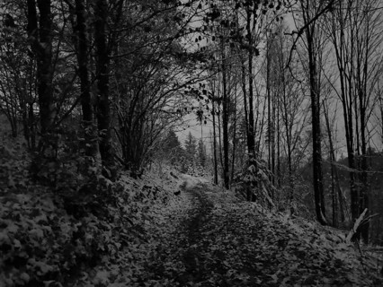 Snowy forest trail in a black and white scene with bare trees, Frankenwald nature park Park,