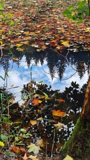 Pond with trees and leaves reflecting on the water surface, Frankenwald nature park Park, Germany