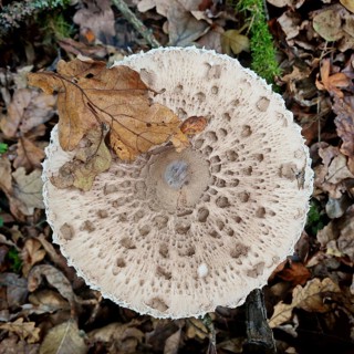 Close-up of a Parasol mushroom (Macrolepiota procera) with autumn leaves in the forest, Rennsteig,