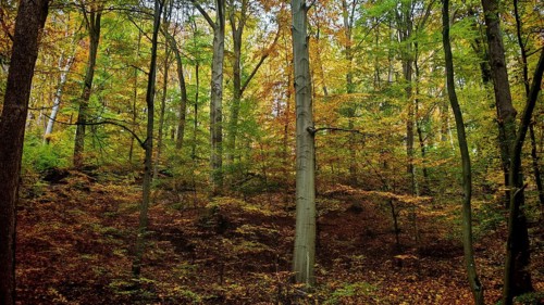 Forest with colorful autumn leaves, thick trees and a natural floor covering of leaves that create