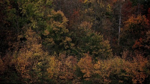 Dense tree landscape in autumn with a mix of brown and green tones that form a harmonious natural