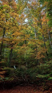 Lively forest in autumn, rich in colorful leaves and various shades of autumn. A dynamic and