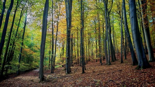 A quiet forest with tall trees and colorful autumn leaves. A natural and peaceful landscape in