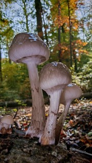 Mushrooms Scheidenstreiflinge (amanita crocea) grow from a tree trunk in autumn forest, surrounded