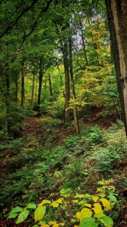 A dense forest with lush greenery and bright leaves creates a peaceful atmosphere, Fichtelgebirge,