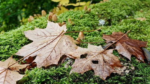Autumn leaves and small mushrooms on moss-covered forest soil in natural surroundings