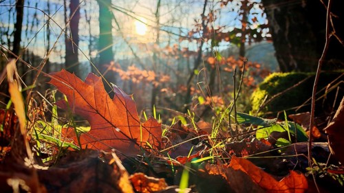 Sunbeams illuminate the autumn forest floor with leaves, Franconian Forest nature park Park