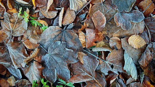 Frozen leaves in various shades of brown with a green accent, Frankenwald nature park Park